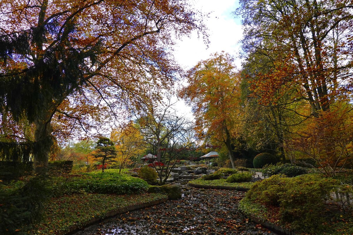 Японский садик в ноябре - Galina Dzubina