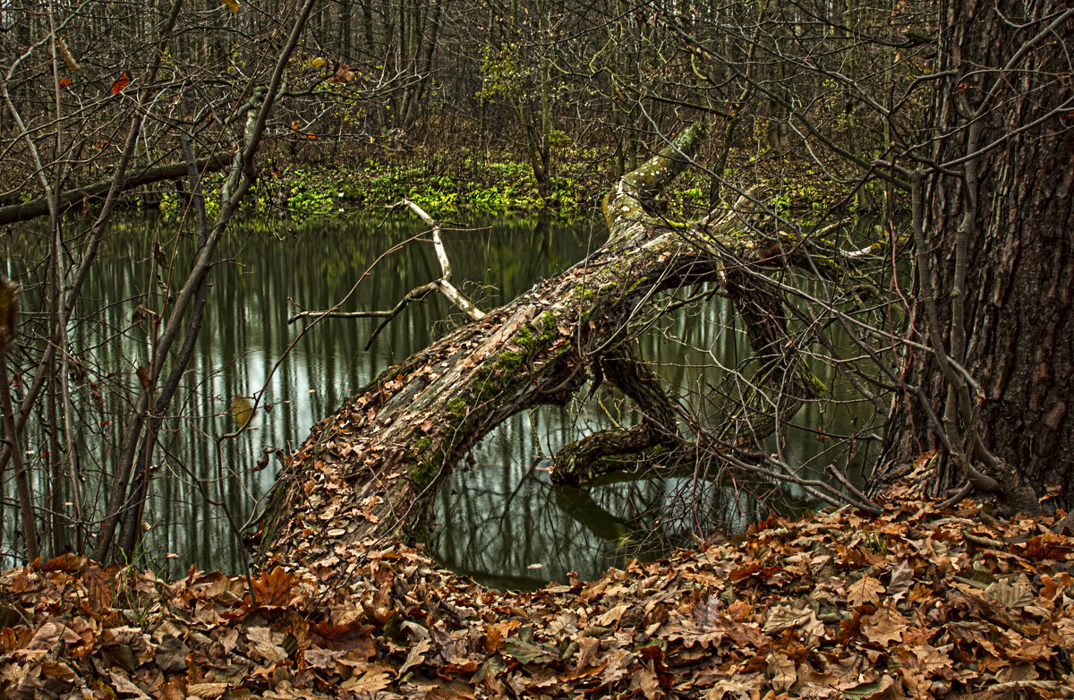 *** - Николай Климович