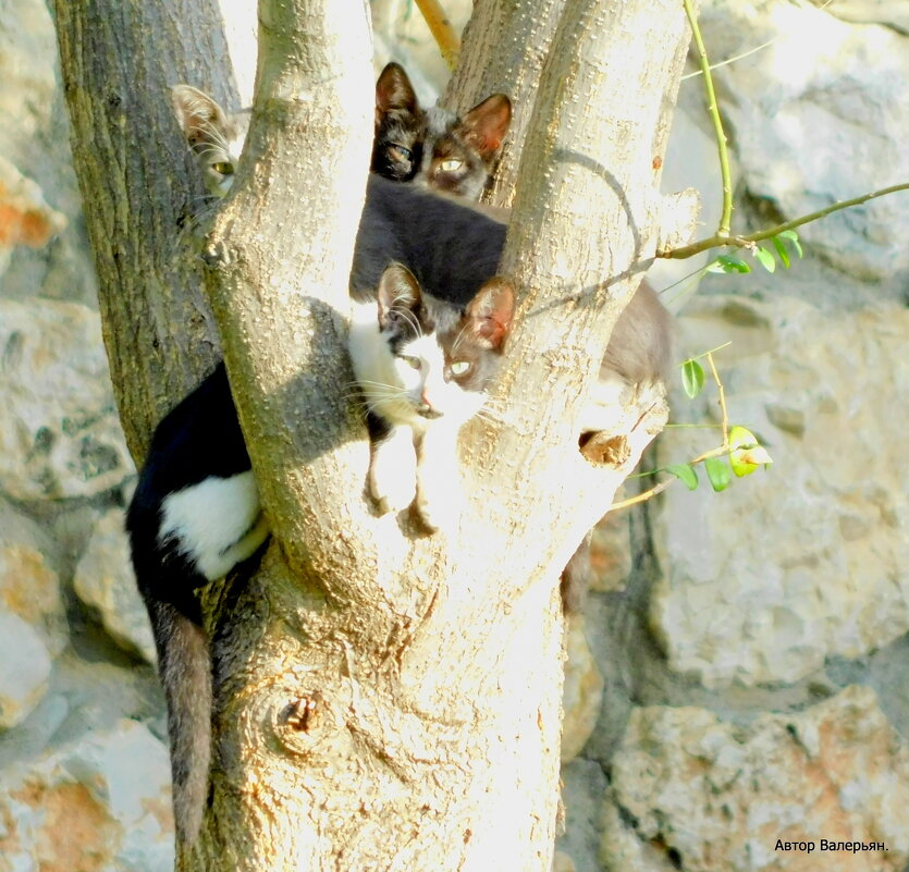 Котята на дереве. - Валерьян Запорожченко
