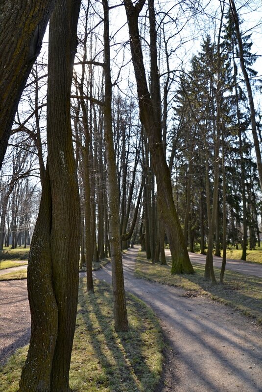 ГАТЧИНА, прогулка. - Виктор Осипчук