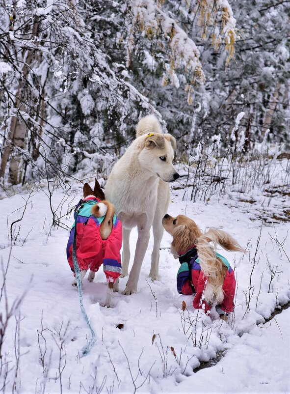 О,привет,большой белый Пёс! - Лариса Красноперова