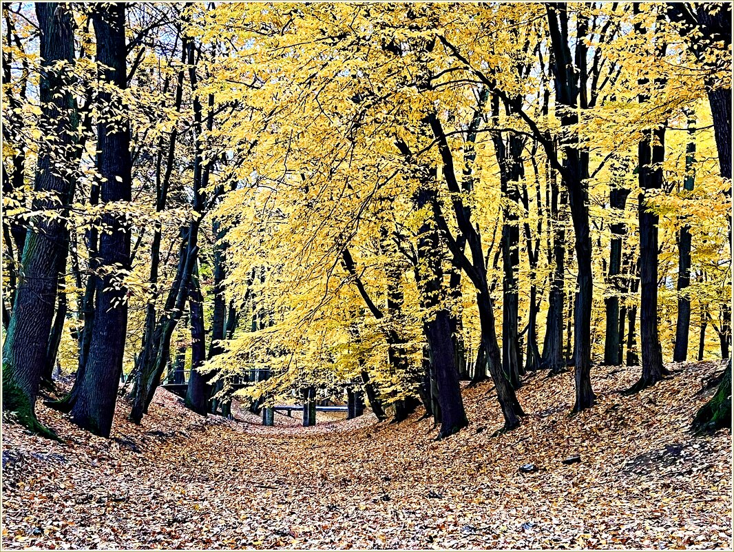 Осенний парк. - Валерия Комова