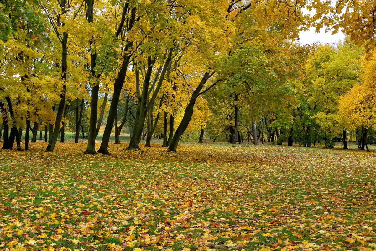 Осень в парке. - Сергей Татаринов