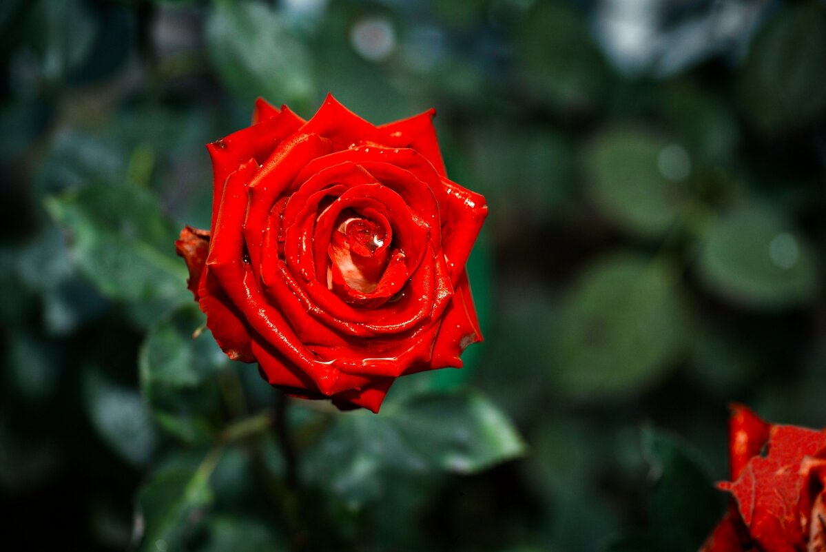 Роза красная в саду (*розы) - Stanislav Zanegin