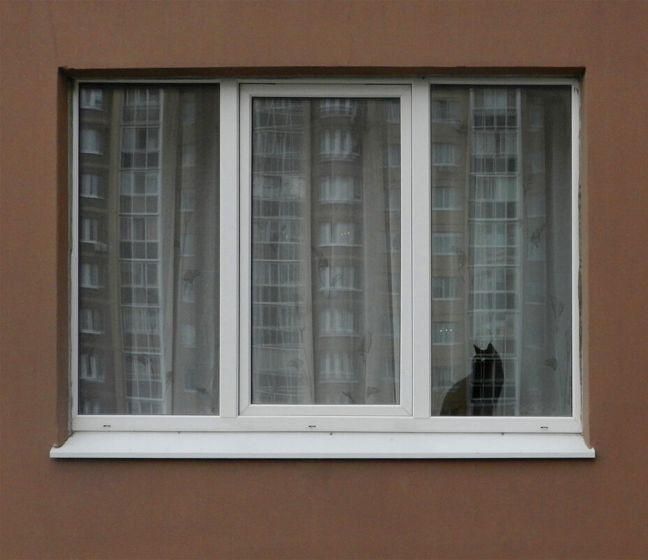 черная кошка в белом окошке - Лера 