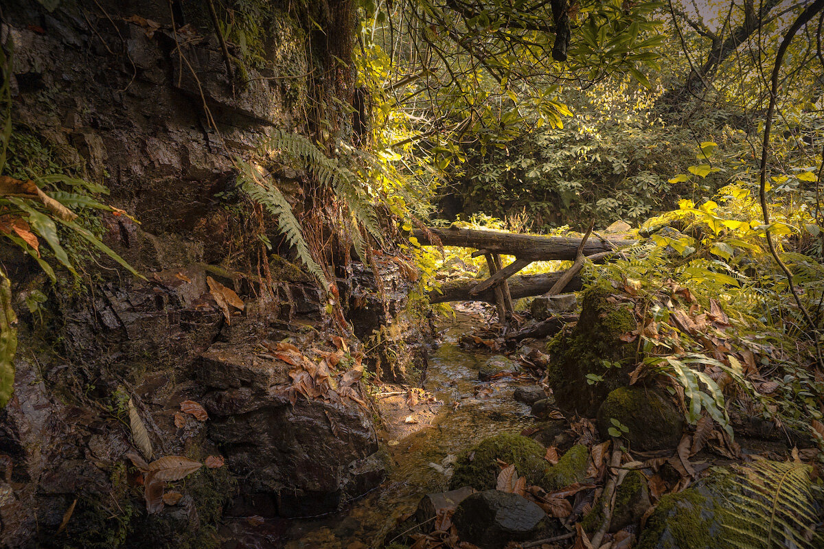 Jungles Of Kapnistavi In Autumn - Fuseboy 