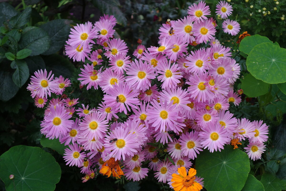 Цветы в октябре - ромашка розовая - Рита Симонова