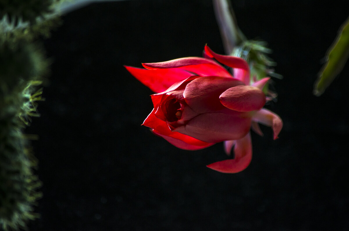 цветок  кактуса - Гриша  6х9 или 9х12