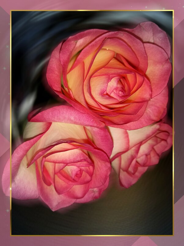 Розы розового цвета , цвета утренней зари - tatyana 