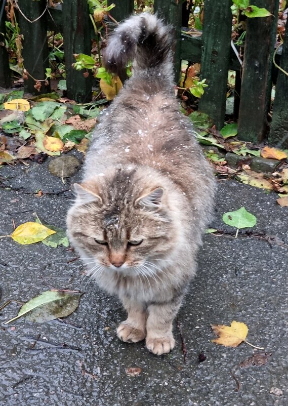 Приходящий чужой котик - Наталья 