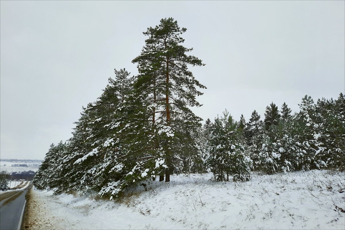 Проба зимы - Сеня Белгородский