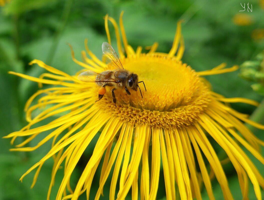Пчела на цветке - Nina Yudicheva