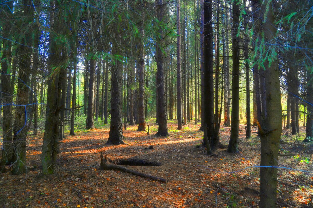 волшебный  лес - Владимир иванов