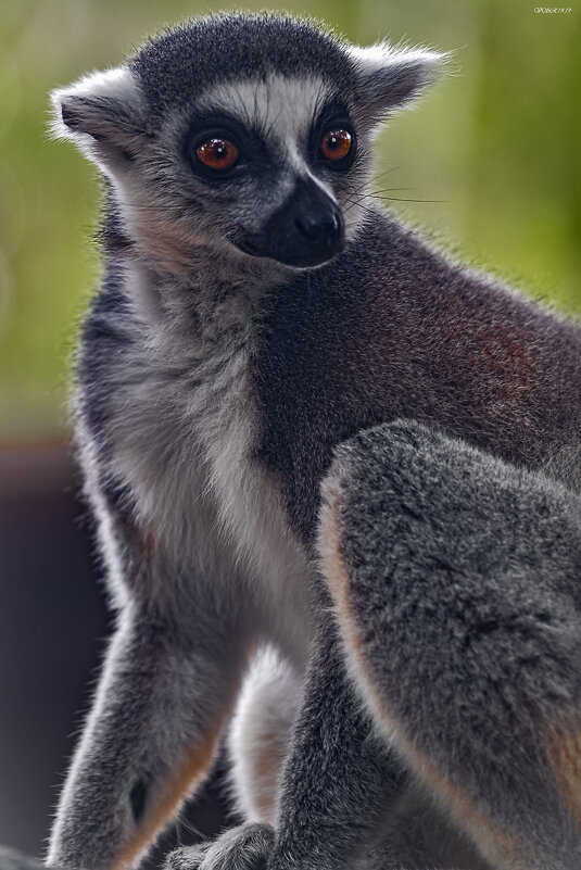Lemur - Shmual & Vika Retro