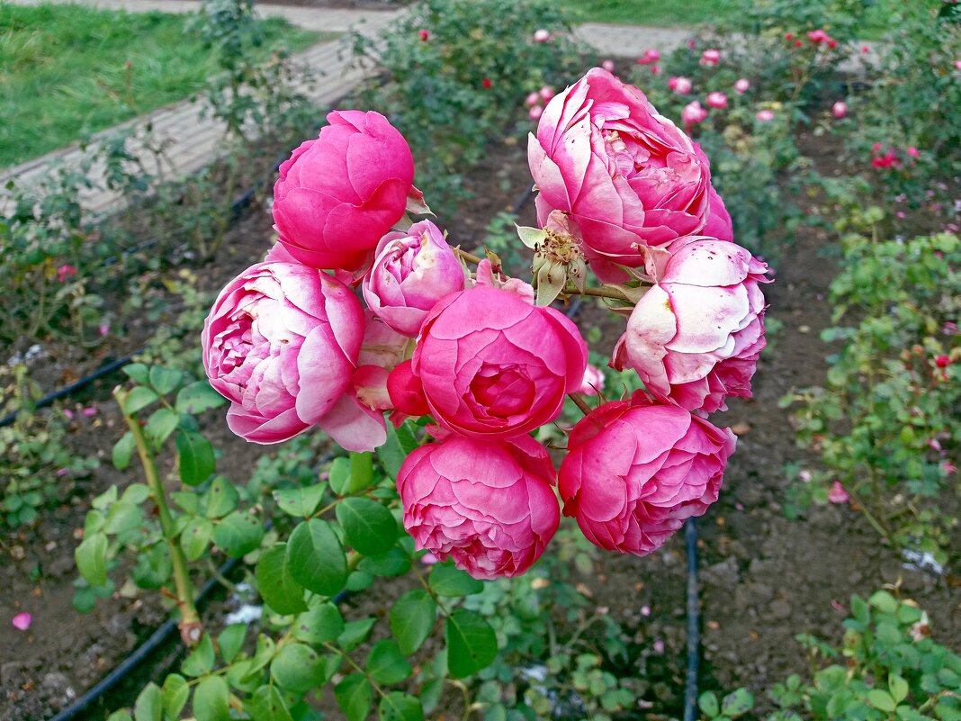 Розы "Помпанелла" - Galina Solovova