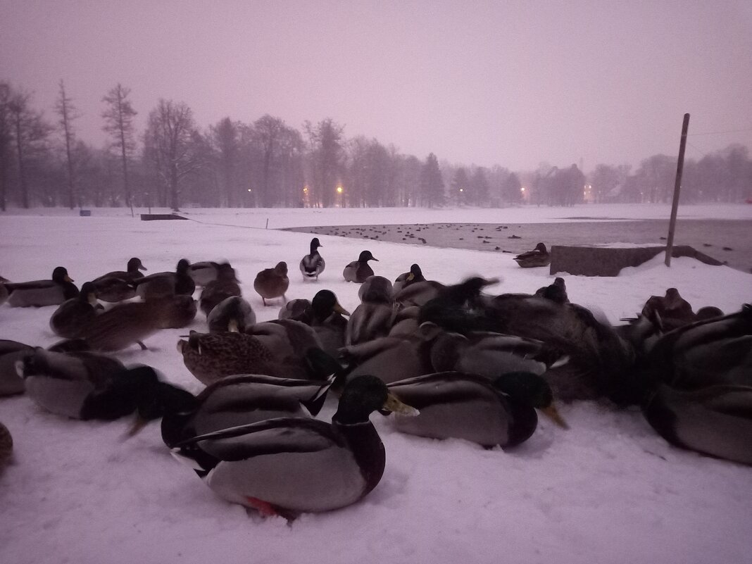 Утки - Сапсан 