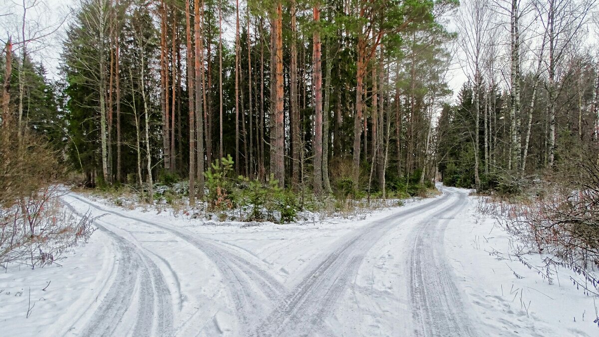 На развилке лесных дорог (репортаж из поездок по области) - Милешкин Владимир Алексеевич 
