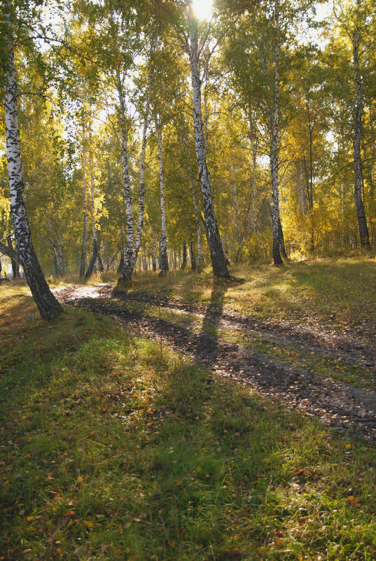 Осень в лесу - Василий Данило