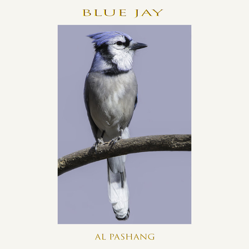 Blue jay - Al Pashang 
