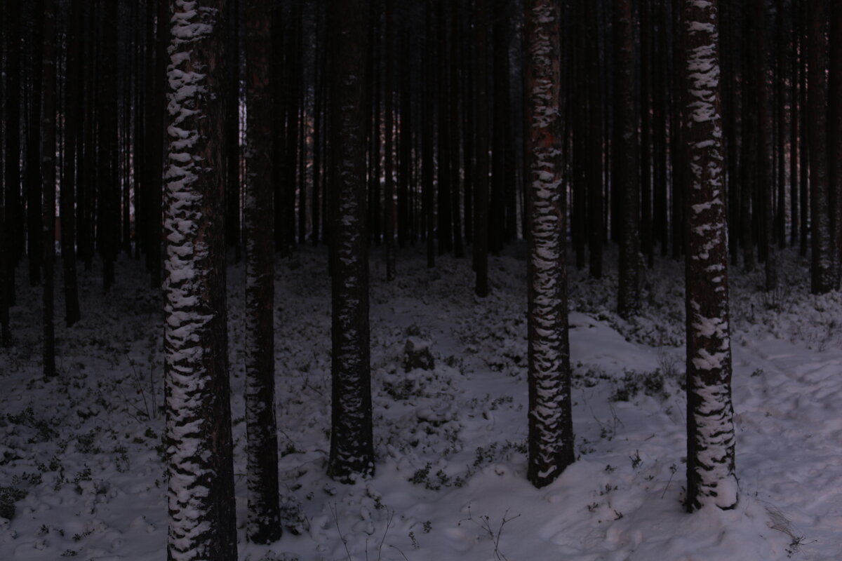 Сумрачный лес - Ольга 