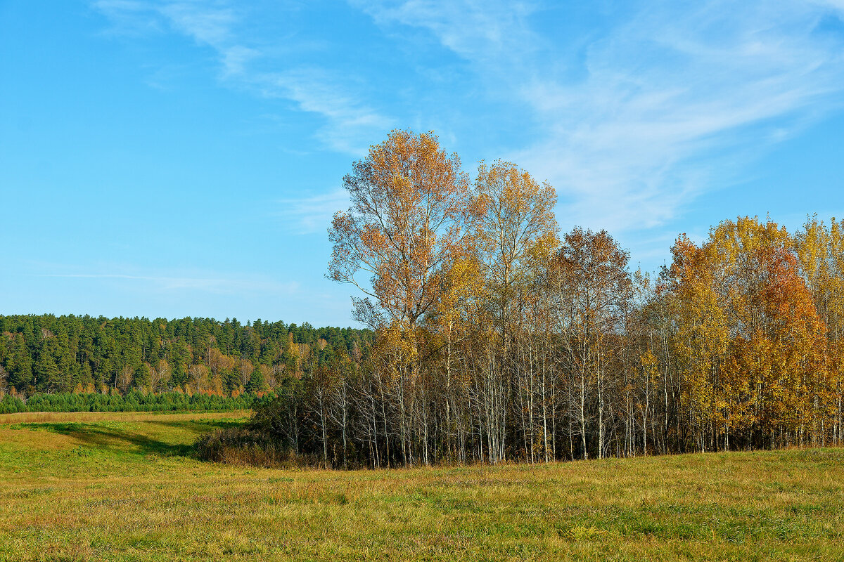 Золотая осень, полоска леса - Дмитрий Конев