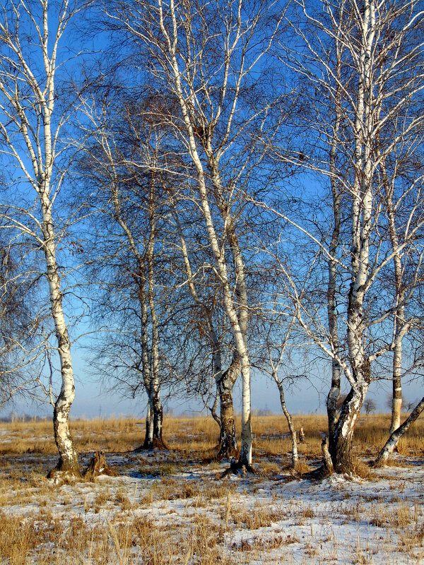 Берёзы. - nadyasilyuk Вознюк