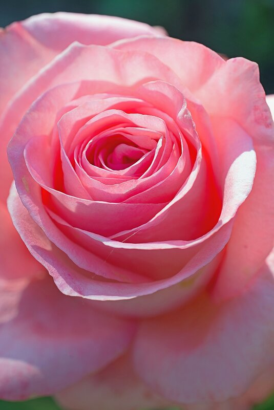розовая классика (*розы) - Stanislav Zanegin