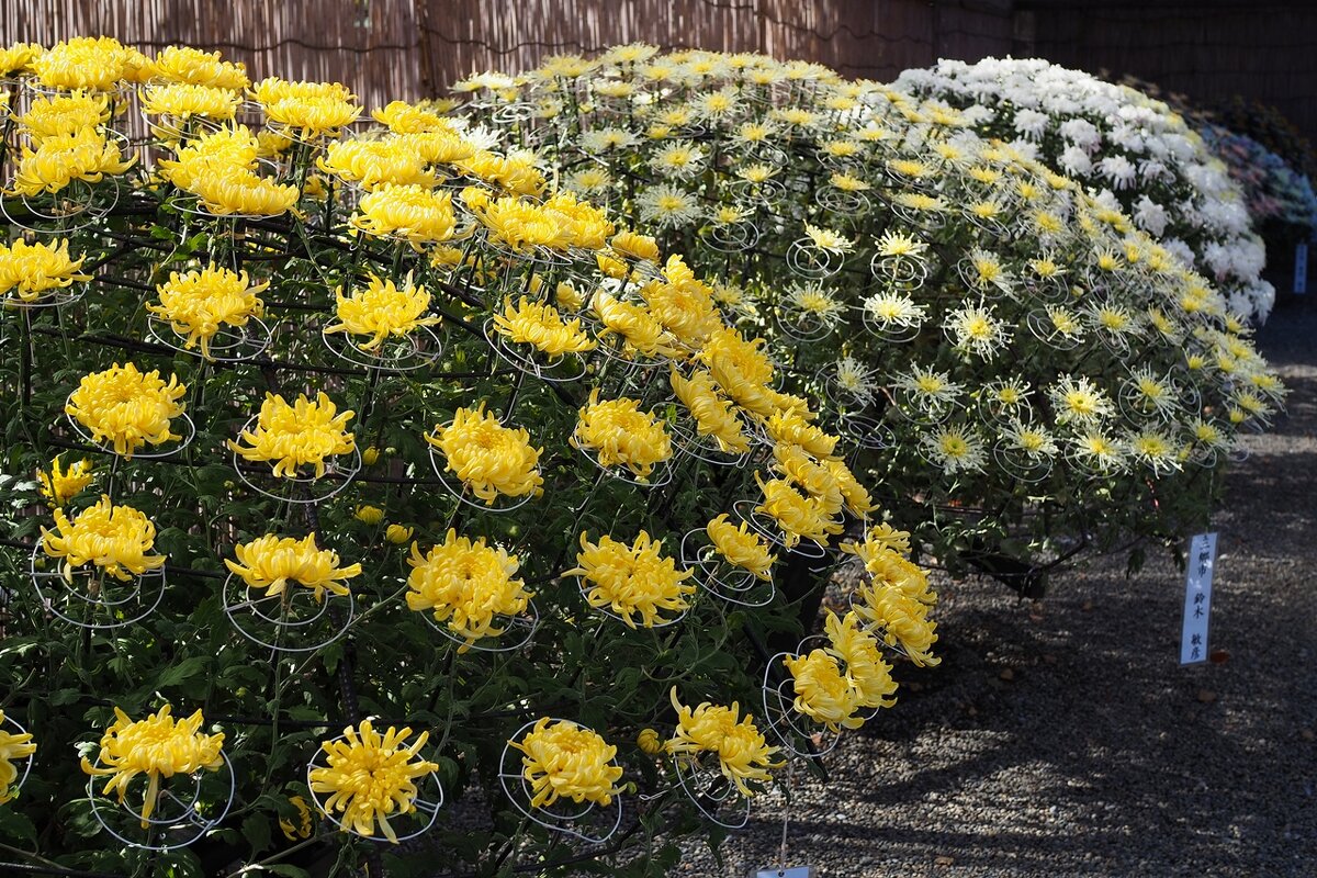 Выставка хризантем в Японии - wea *