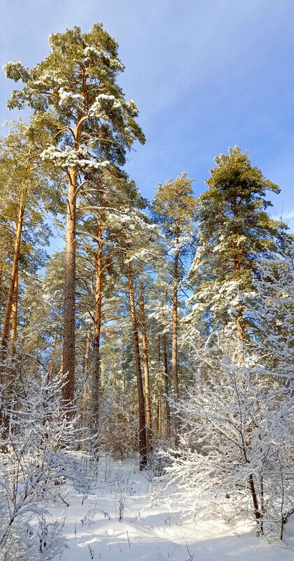 Зимние красоты леса - Стас Борискин (STArSphoto)