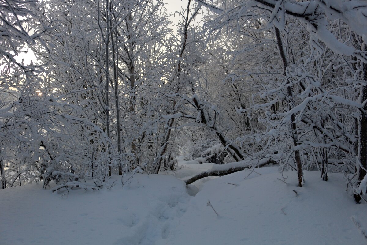 Лес в зимних сумерках - Ольга 