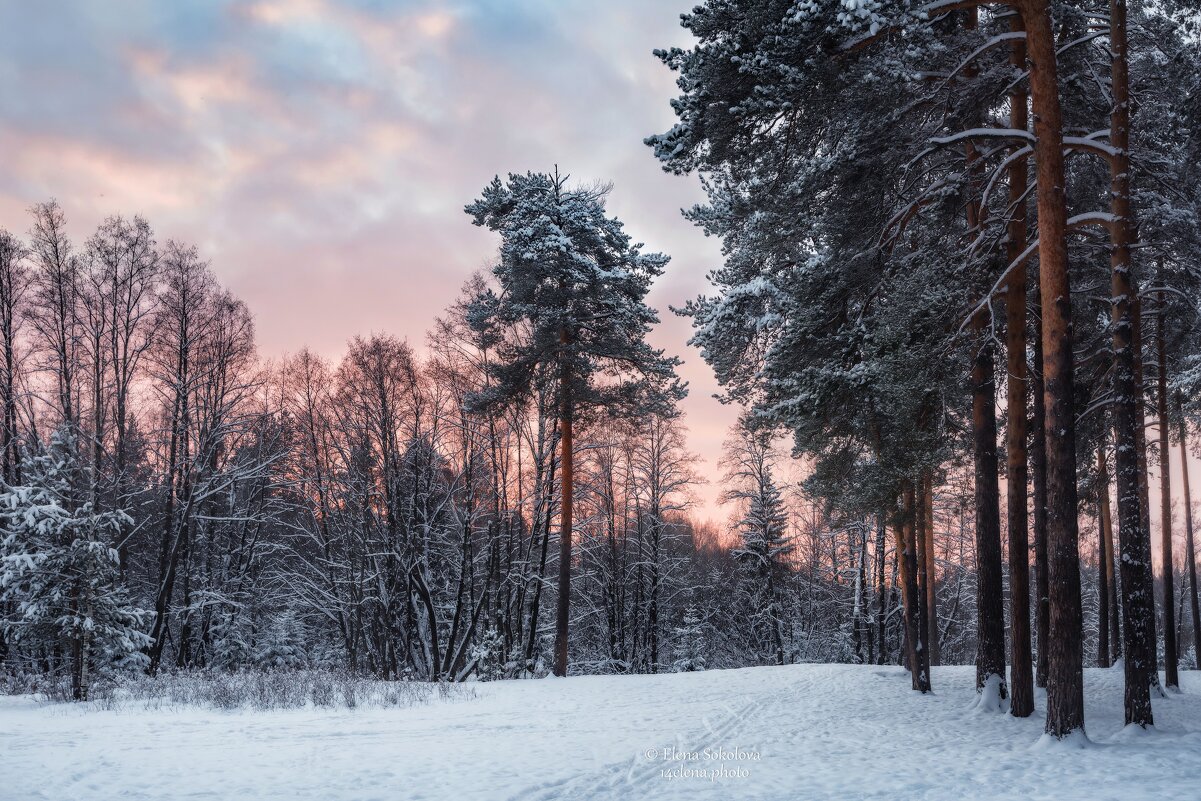 Морозный закат в сосновом бору - Елена Соколова