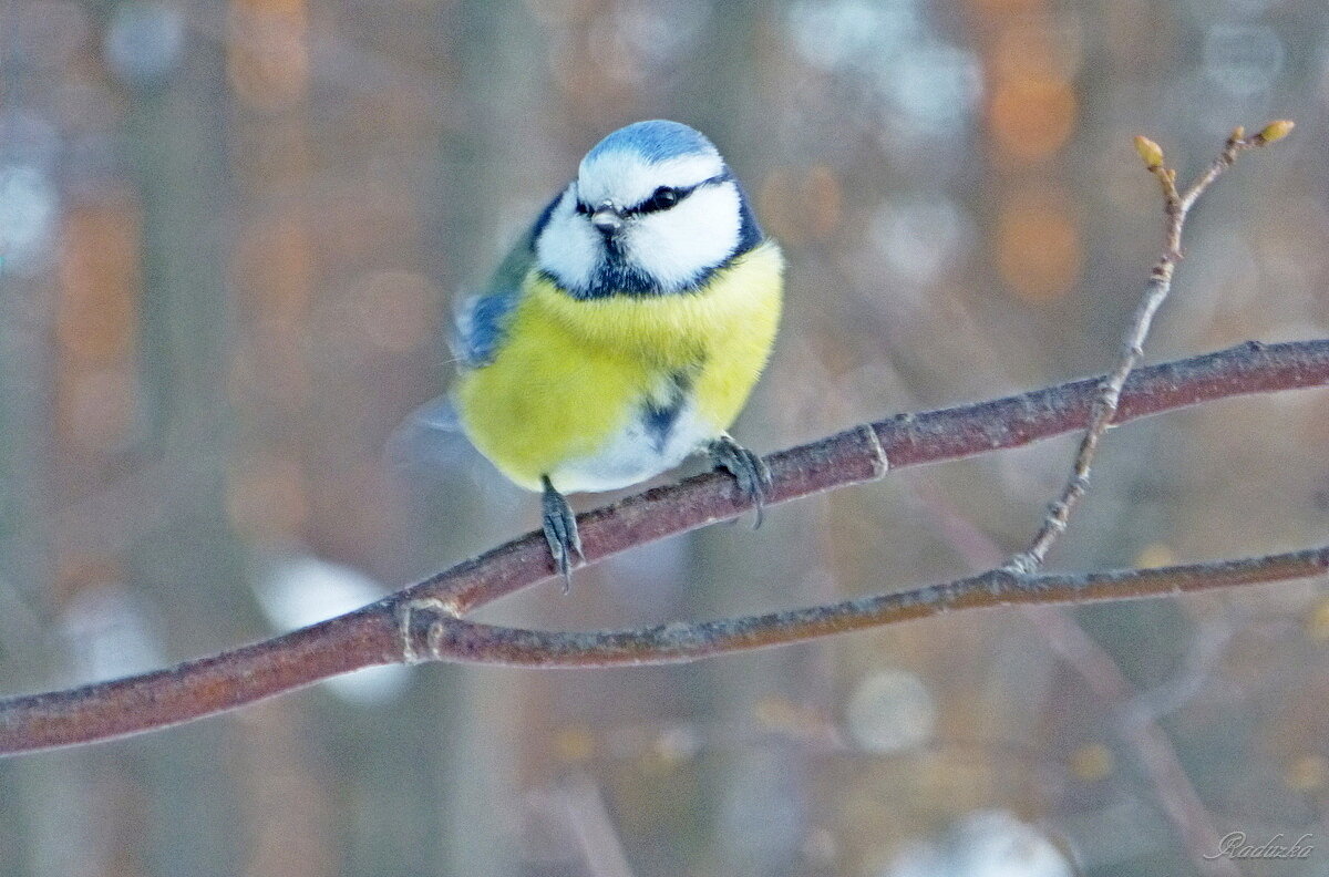 Синяя синица (Cyanistes caeruleus) - Raduzka (Надежда Веркина)