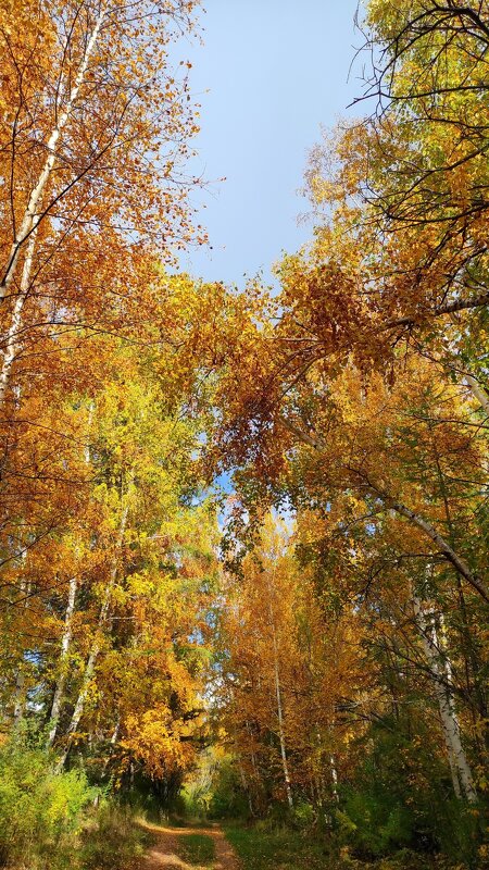 Осенняя дорожка - Светлана 