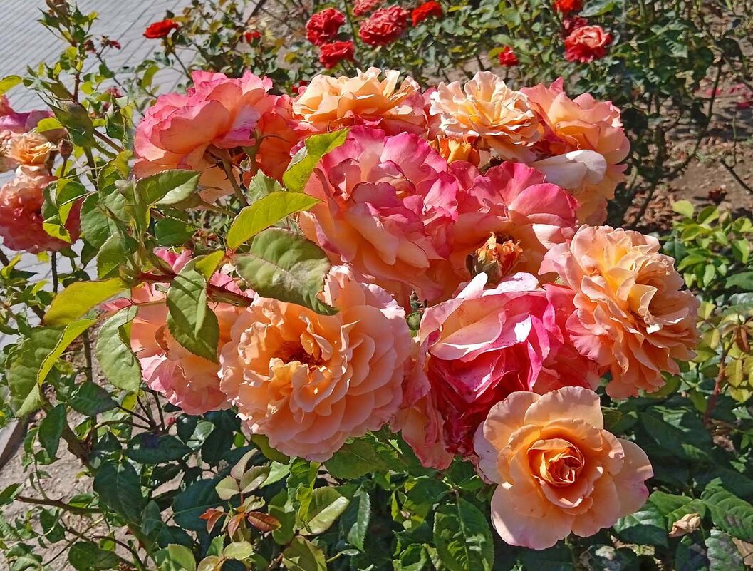 Розы в Севастополе - Эля Юрасова