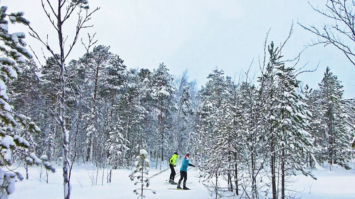 В заснеженном лесу на лыжах! - Владимир 