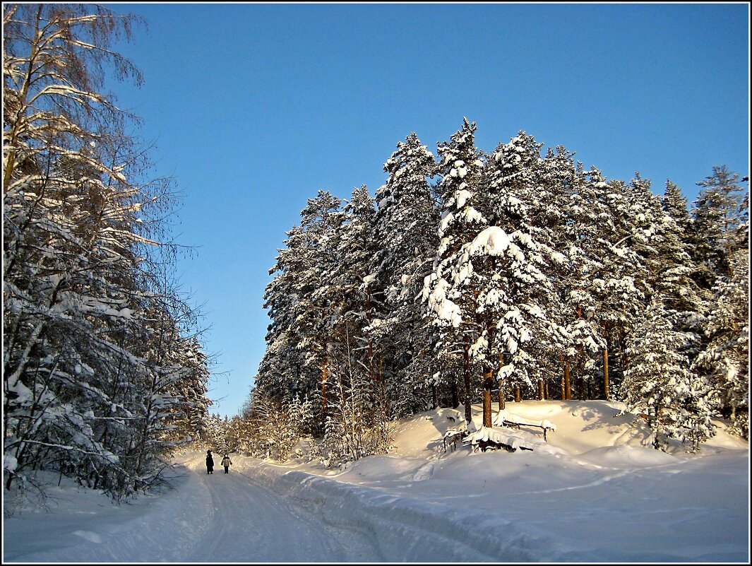 Снежный лес - Любовь Зинченко 