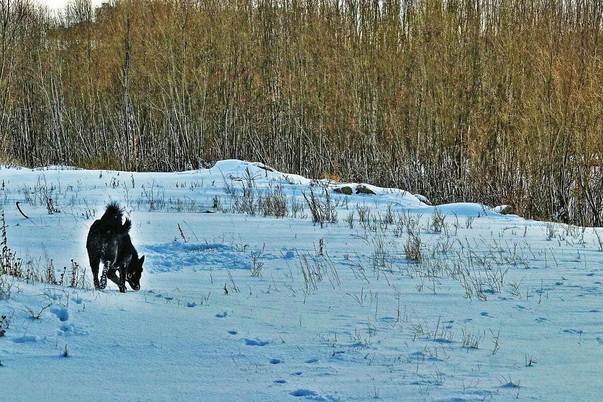 Ноябрь...Пес-добытчик! - Владимир 