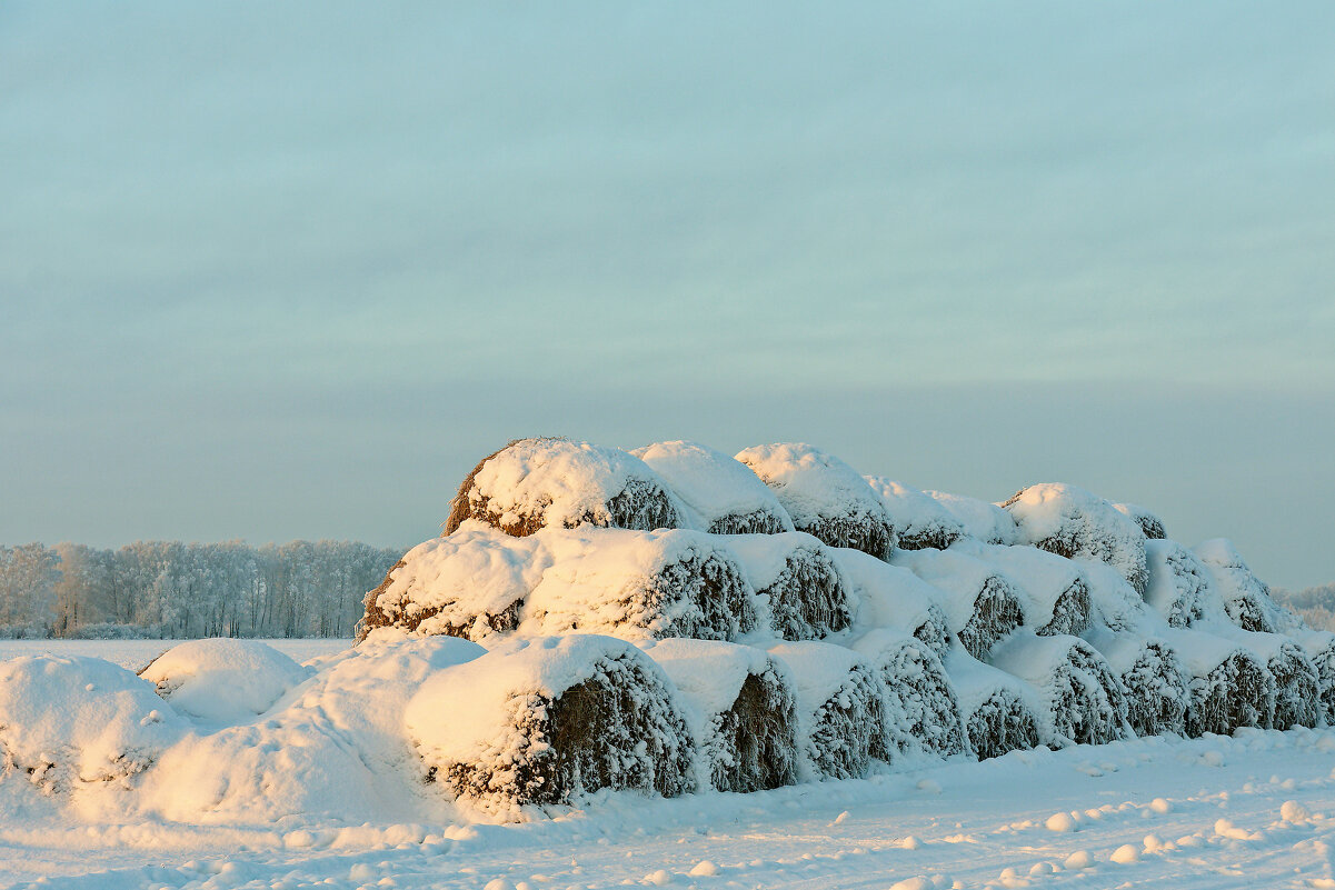Снопы сена под снегом - Дмитрий Конев
