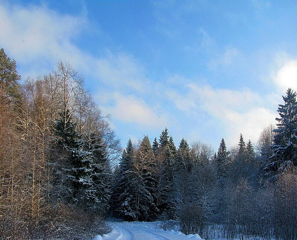 Зимний лес - Людмила Смородинская