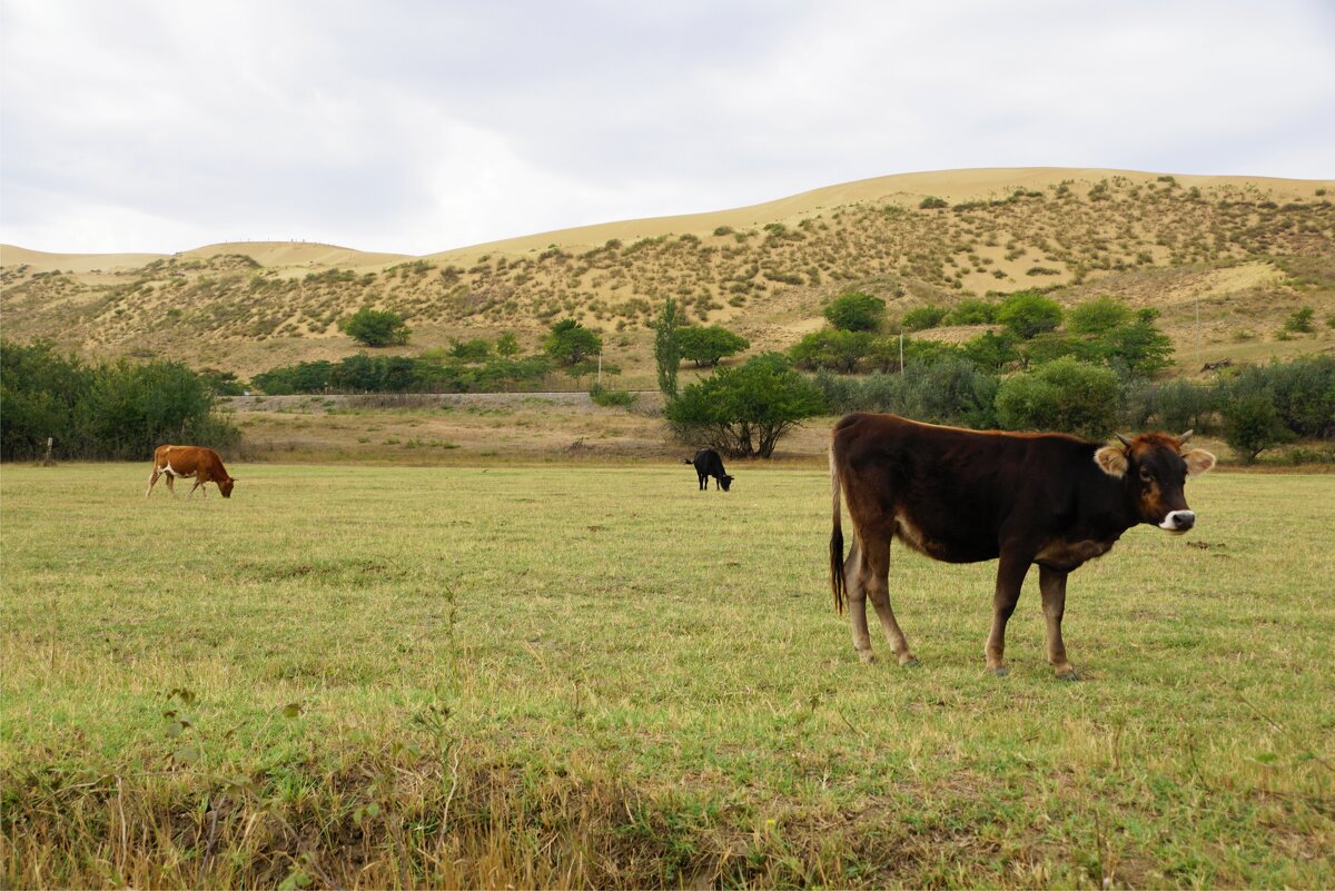Дагестанские коровы около бархана - Наталия Григорьева