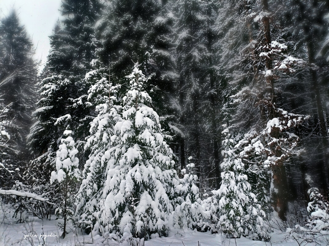 Зимний лес - Юлия Погодина