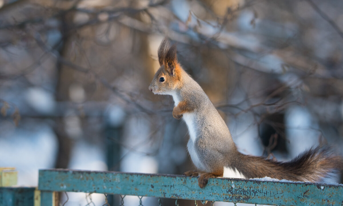 *** - Владимир Безбородов