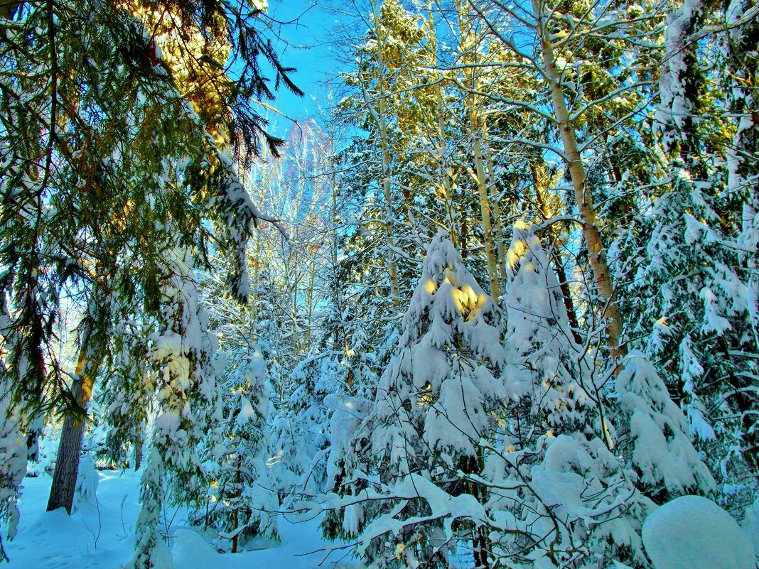 природа зимой - Владимир 