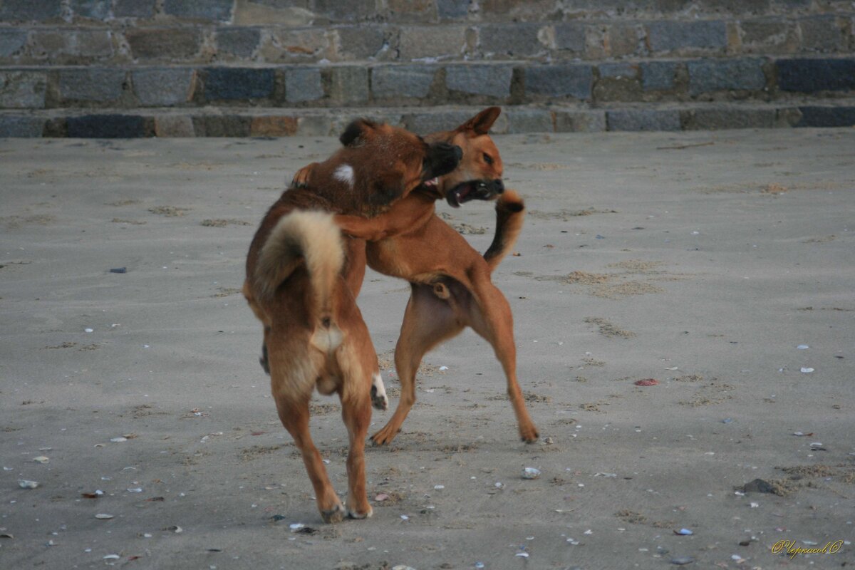 Вьетнамские собаки - Лютый Дровосек