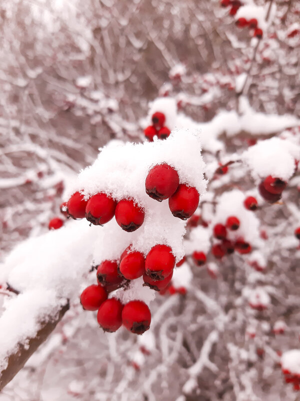 Природа под снегом - Юлия Закопайло
