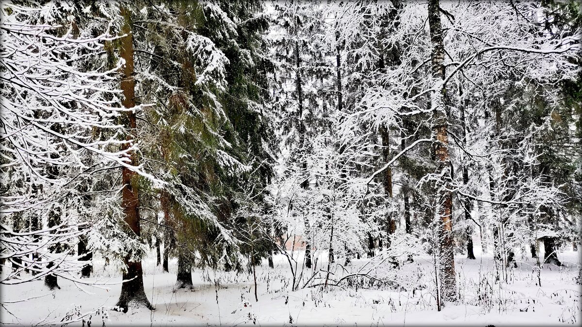 В парке тихо шёл снег - 3 - Сергей 