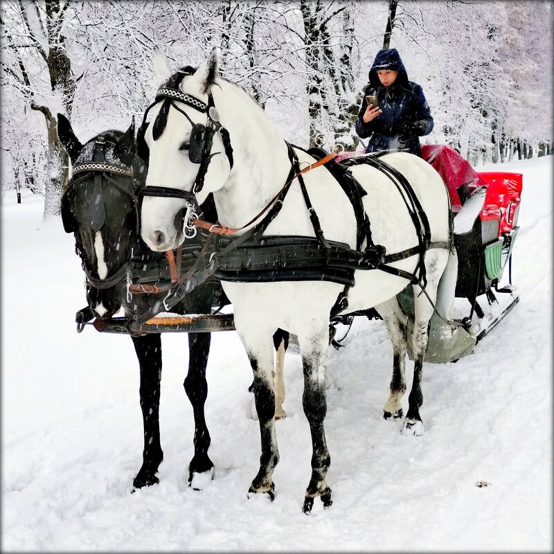 Парковые лошадки - 3 - Сергей 