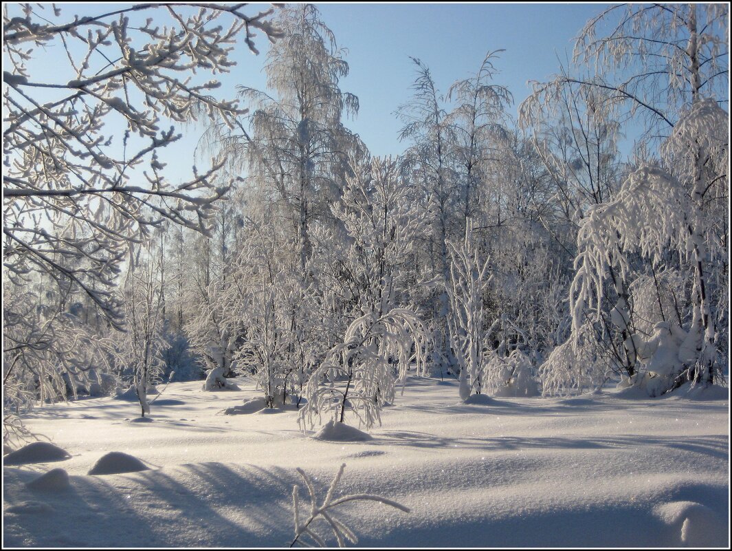 Зимний лес - Любовь Зинченко 