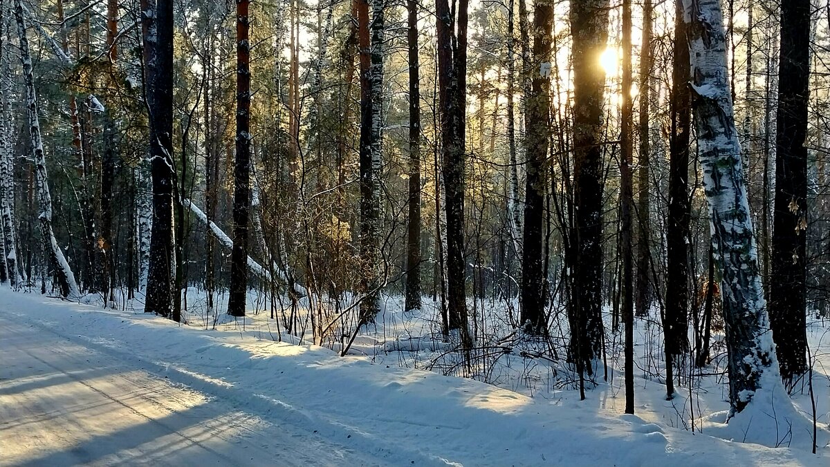 Зимний лес - Валентина 