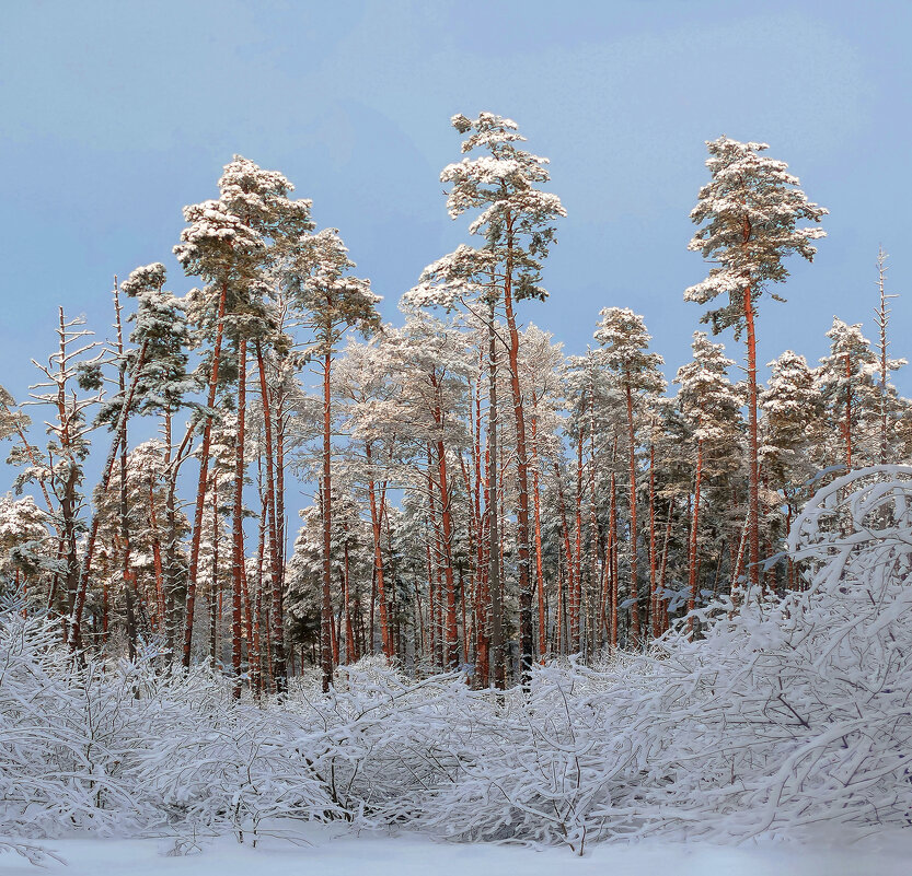 *** - РозаВетроф 